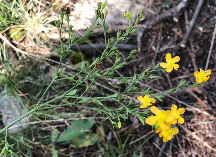 image of Hypericum virgatum, Strict St. Johnswort, Sharpleaf St. Johnswort