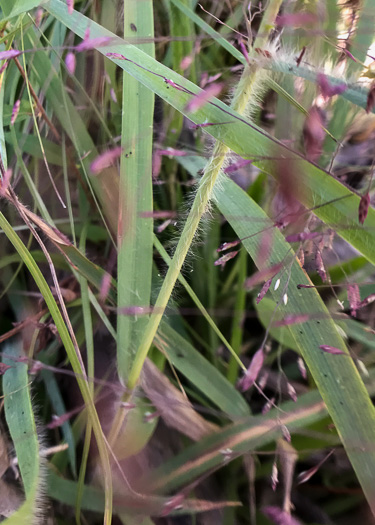 image of Eragrostis spectabilis, Purple Lovegrass, Tumblegrass