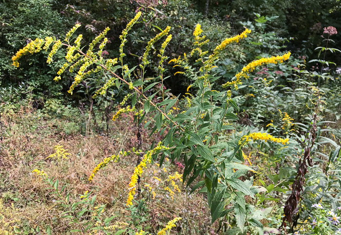 image of Solidago rugosa var. rugosa, Wrinkleleaf Goldenrod, Roughstem Goldenrod