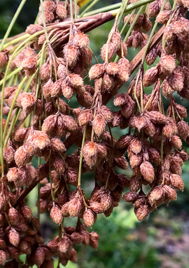 image of Scirpus expansus, Woodland Bulrush