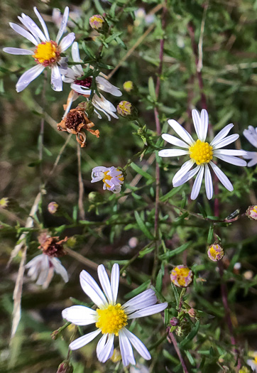 image of Symphyotrichum dumosum var. dumosum, Bushy Aster, Long-stalked Aster, Rice Button Aster