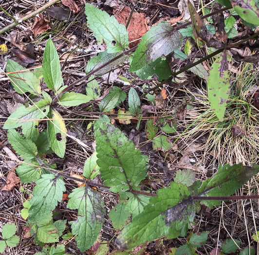 image of Eupatorium pilosum, Rough Boneset, Ragged Eupatorium