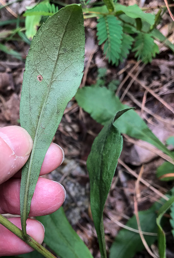 image of Solidago nemoralis var. nemoralis, Eastern Gray Goldenrod