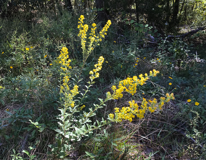 image of Solidago petiolaris var. petiolaris, Downy Ragged Goldenrod, Downy Goldenrod