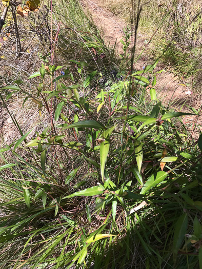 image of Commelina erecta var. erecta, Erect Dayflower, Slender Dayflower