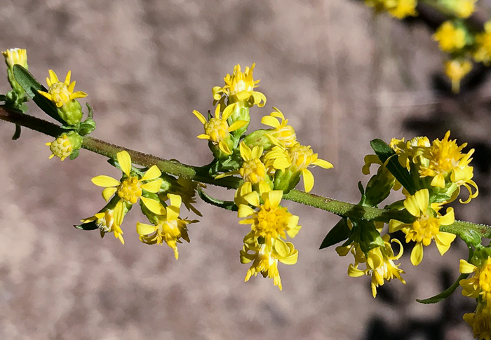 image of Solidago erecta, Slender Goldenrod, Erect Goldenrod