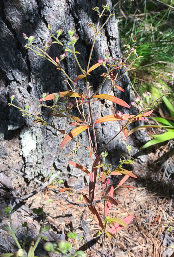 image of Trichostema setaceum, Narrowleaf Blue Curls