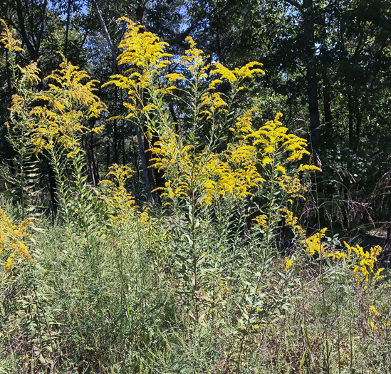 image of Solidago altissima var. altissima, Tall Goldenrod, Field Goldenrod, Common Goldenrod