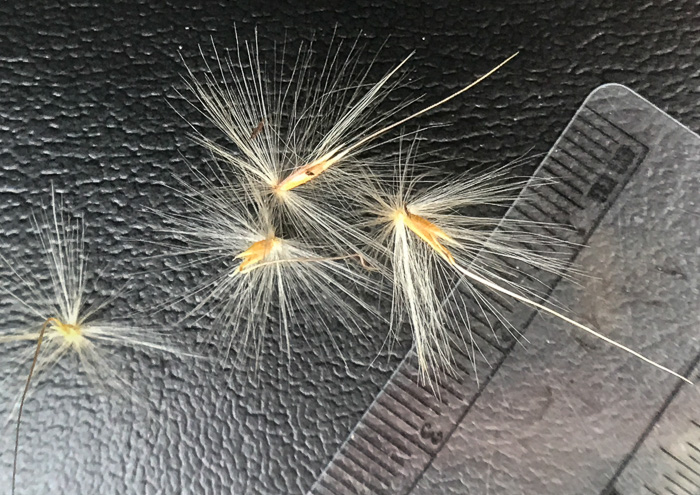 spikelet