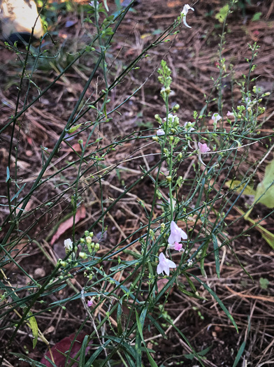 image of Linaria purpurea, Purple Toadflax