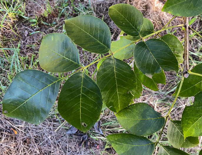 image of Fraxinus quadrangulata, Blue Ash