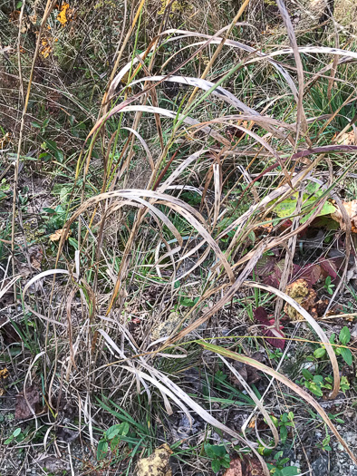 image of Panicum virgatum var. virgatum, Switchgrass, Prairie Switchgrass