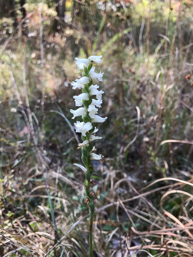 image of Spiranthes cernua, Nodding Ladies'-tresses