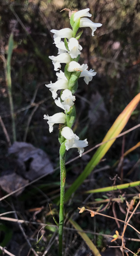 image of Spiranthes cernua, Nodding Ladies'-tresses