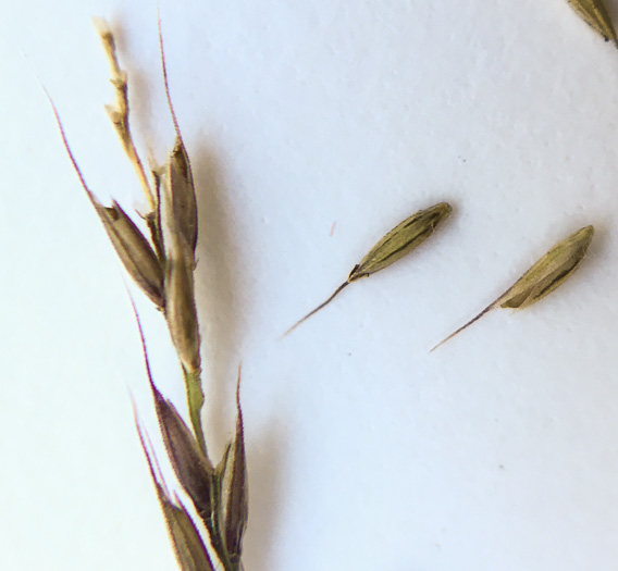 spikelet