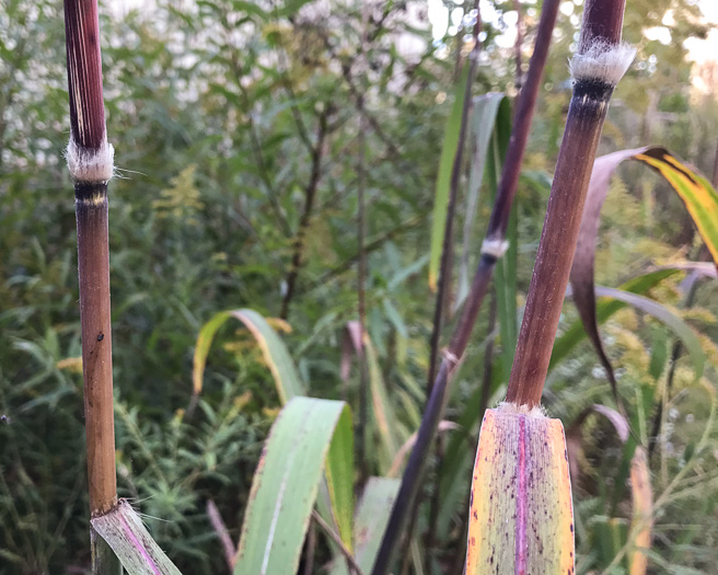 image of Erianthus giganteus, Sugarcane Plumegrass, Giant Plumegrass