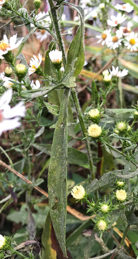 image of Symphyotrichum pilosum var. pilosum, Frost Aster, White Heath Aster