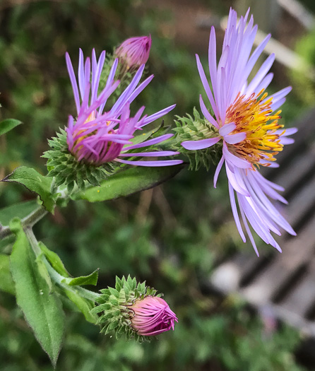 Ampelaster carolinianus, Climbing Aster