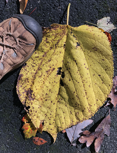 image of Morus rubra, Red Mulberry