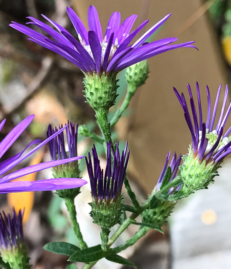 Symphyotrichum georgianum, Georgia Aster