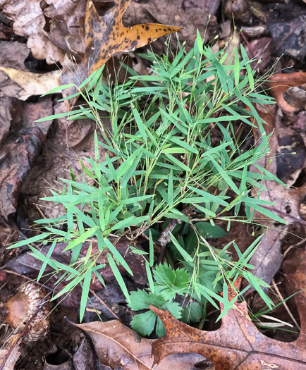 image of Dichanthelium dichotomum var. dichotomum, Forked Witchgrass