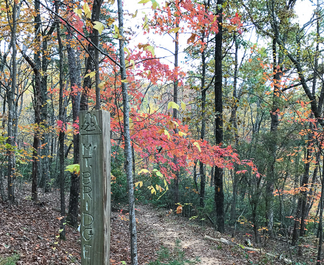 image of Acer rubrum var. rubrum, Eastern Red Maple