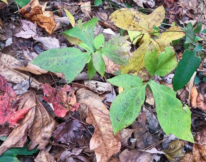 image of Nabalus altissimus, Tall Rattlesnake-root, Tall White Lettuce