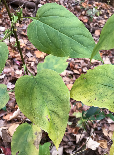 image of Nabalus altissimus, Tall Rattlesnake-root, Tall White Lettuce