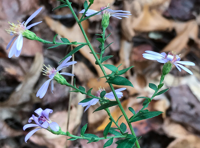 image of Symphyotrichum undulatum, Wavyleaf Aster