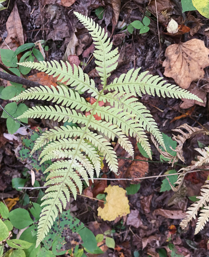 image of Phegopteris hexagonoptera, Broad Beech Fern