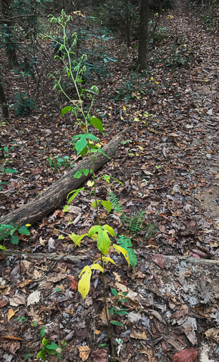 image of Nabalus altissimus, Tall Rattlesnake-root, Tall White Lettuce