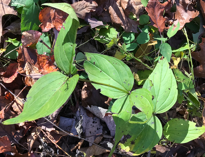 image of Spigelia marilandica, Indian-pink, Woodland Pinkroot, Wormgrass