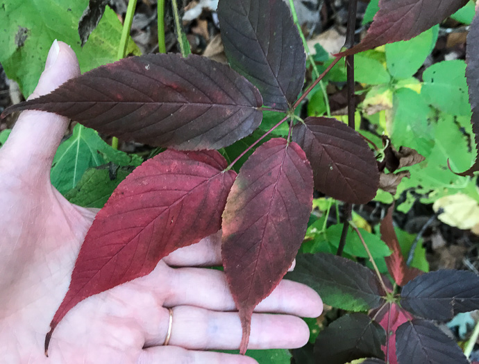 image of Rubus canadensis, Smooth Blackberry, Thornless Blackberry