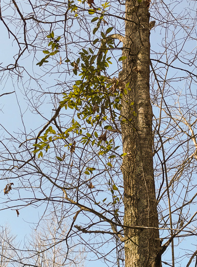 image of Smilax laurifolia, Bamboo-vine, Blaspheme-vine, Wild Bamboo, Laurel-leaf Greenbriar