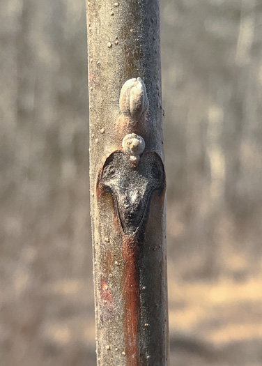 image of Juglans nigra, Black Walnut