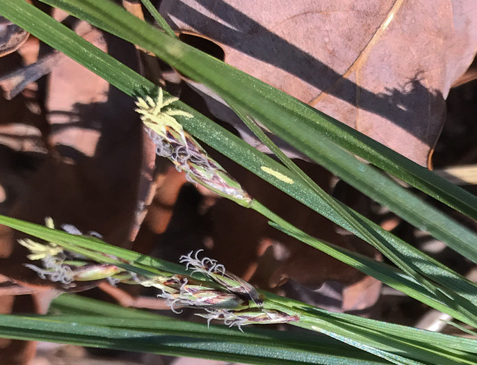 image of Carex nigromarginata, Black-edged Sedge