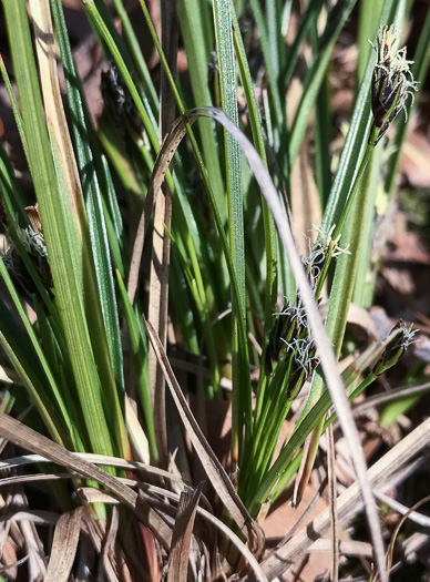 image of Carex nigromarginata, Black-edged Sedge