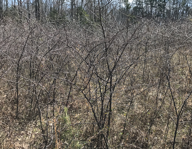 image of Prunus angustifolia, Chickasaw Plum, Sandhill Plum, Florida Sand Plum, Sand Plum