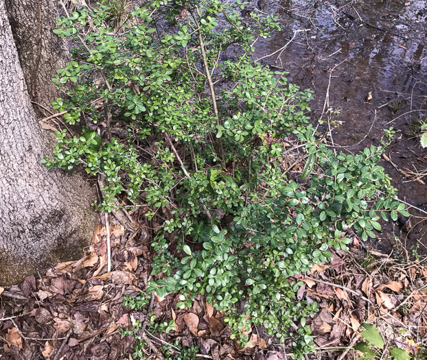 image of Ilex crenata, Japanese Holly