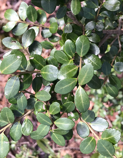 image of Ilex crenata, Japanese Holly