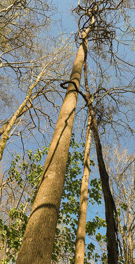 image of Muscadinia rotundifolia var. rotundifolia, Muscadine, Scuppernong