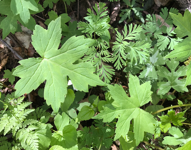 image of Hydrophyllum canadense, Mapleleaf Waterleaf, Broadleaf Waterleaf, Canada Waterleaf, Bluntleaf Waterleaf