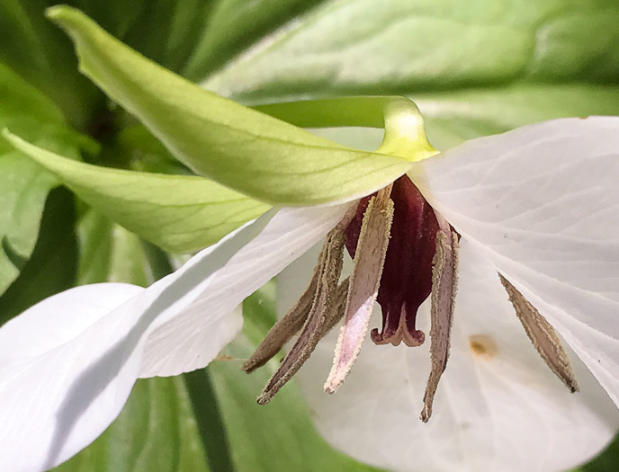 image of Trillium simile, Sweet White Trillium, Confusing Trillium, Jeweled Trillium