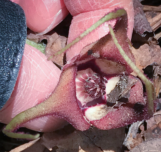 image of Asarum acuminatum, Acuminate Wild Ginger