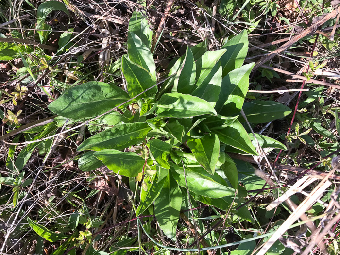 image of Solidago speciosa, Showy Goldenrod, Noble Goldenrod