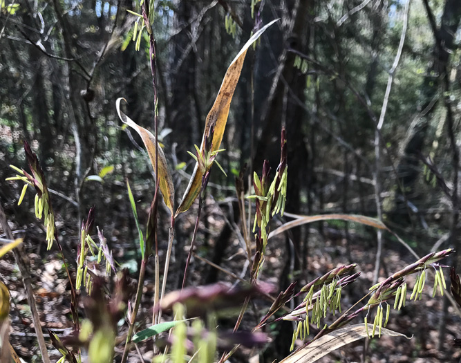 image of Arundinaria tecta, Switch Cane, Small Cane, Mutton Grass