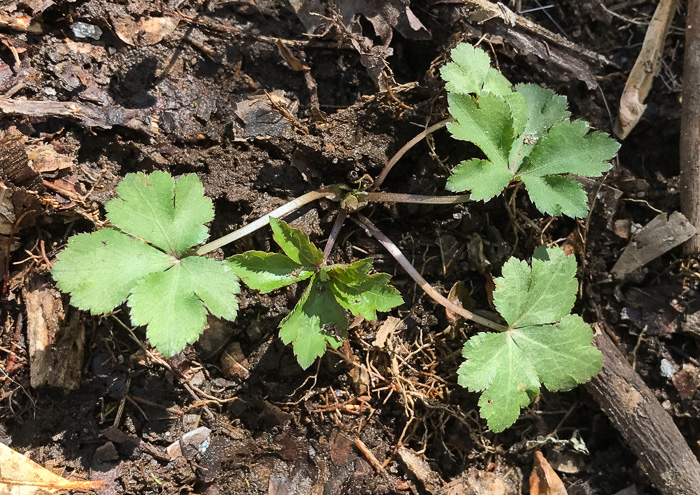 image of Sanicula canadensis var. canadensis, Canada Sanicle, Black Snakeroot, Canadian Black-snakeroot