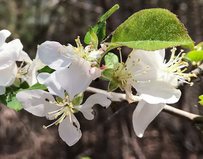 image of Malus domestica, Common Apple