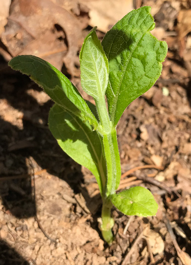 image of Verbesina occidentalis, Southern Crownbeard, Yellow Crownbeard