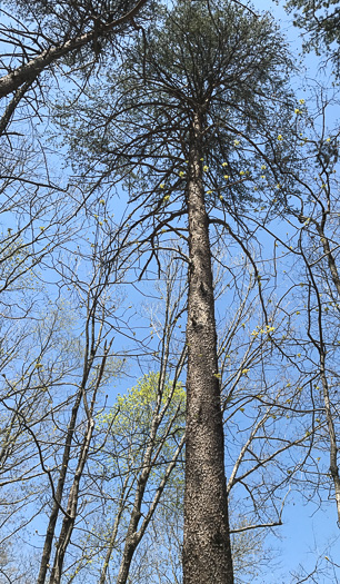 image of Pinus virginiana, Virginia Pine, Scrub Pine, Jersey Pine, Possum Pine